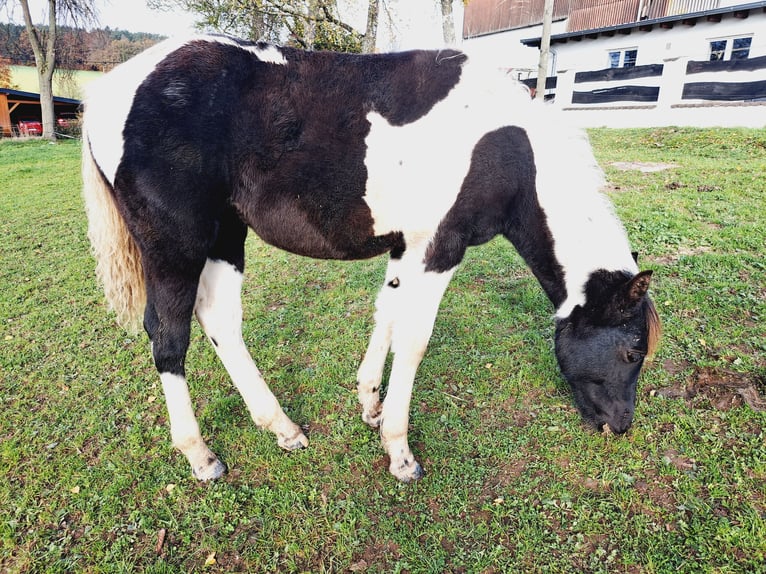 Pintos Merrie 1 Jaar 152 cm Gevlekt-paard in Eichenzell