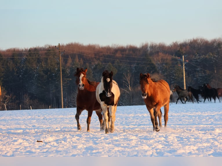 Pintos Mix Merrie 1 Jaar 152 cm Gevlekt-paard in Buchen (Odenwald)