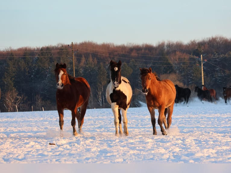 Pintos Mix Merrie 1 Jaar 152 cm Gevlekt-paard in Buchen (Odenwald)