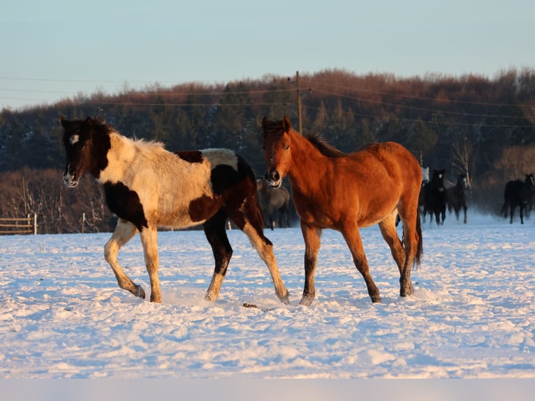 Pintos Mix Merrie 1 Jaar 152 cm Gevlekt-paard in Buchen (Odenwald)