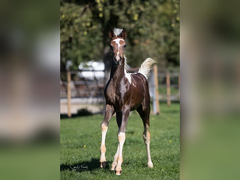 Pintos Merrie 1 Jaar 155 cm Gevlekt-paard in Blankenhain