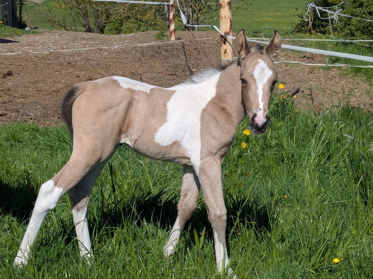 Pintos Merrie 1 Jaar 155 cm Tobiano-alle-kleuren in Bernbeuren