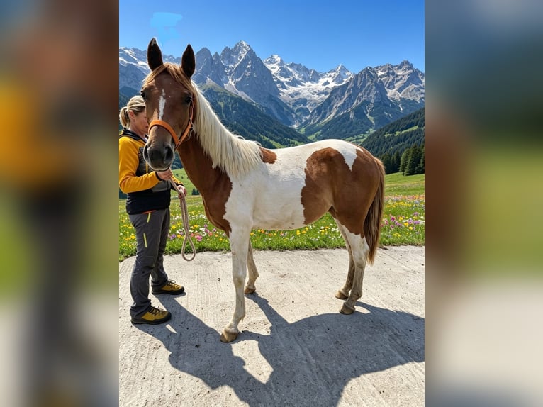 Pintos Merrie 1 Jaar 160 cm Gevlekt-paard in Rußbach am Paß Gschütt