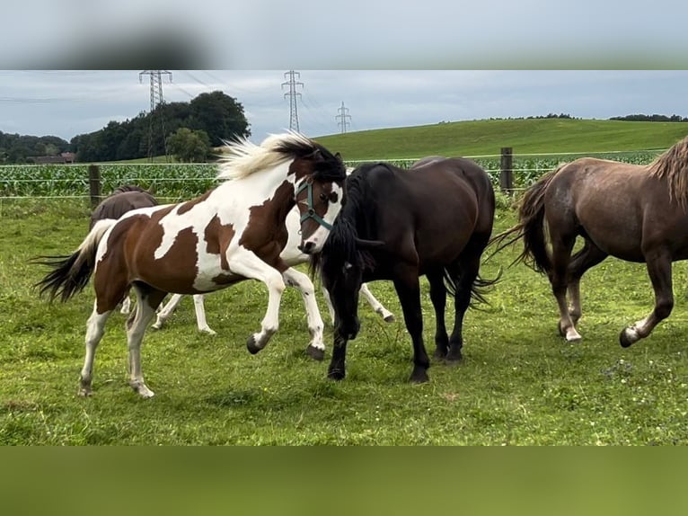 Pintos Mix Merrie 1 Jaar 160 cm Gevlekt-paard in Geretsberg