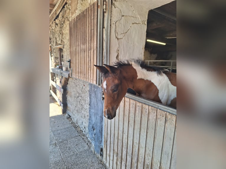 Pintos Merrie 1 Jaar 165 cm Tobiano-alle-kleuren in Paternion