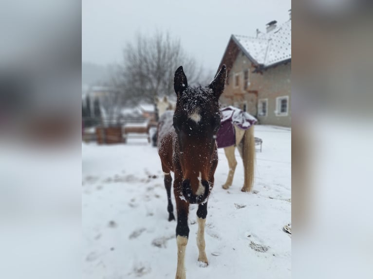 Pintos Merrie 1 Jaar 165 cm Tobiano-alle-kleuren in Paternion