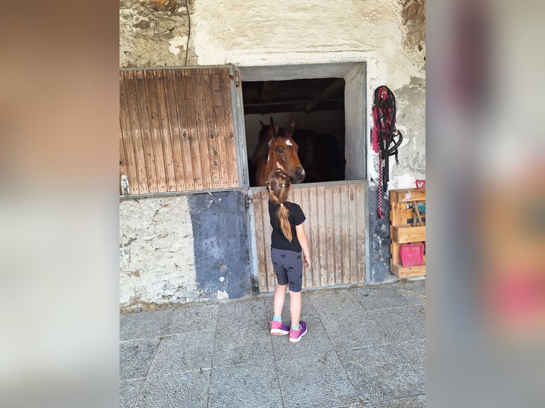 Pintos Merrie 1 Jaar 165 cm Tobiano-alle-kleuren in Paternion