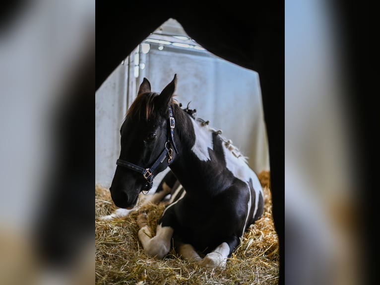 Pintos Merrie 1 Jaar 168 cm Gevlekt-paard in Altmelon