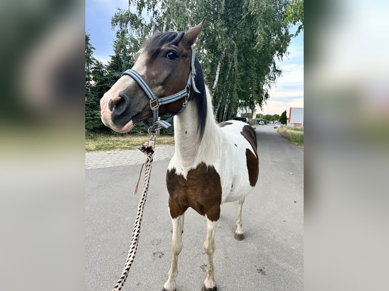 Pintos Merrie 20 Jaar 148 cm Gevlekt-paard in Muldestausee