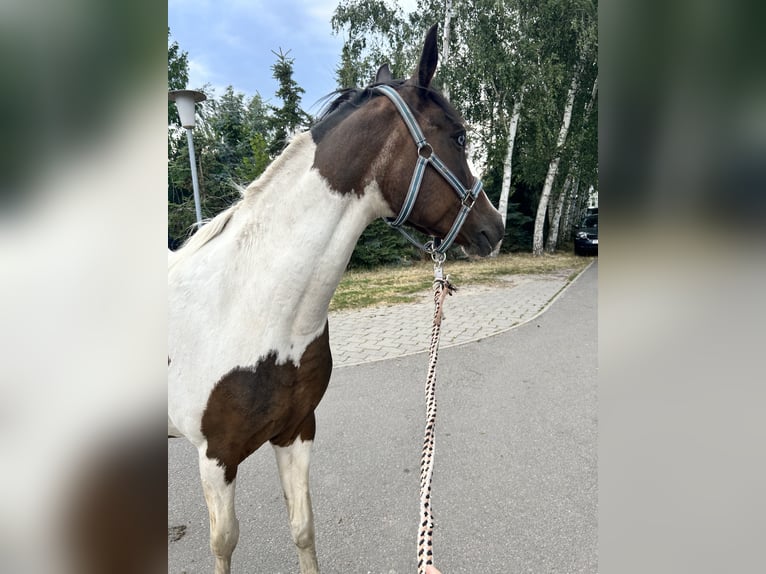 Pintos Merrie 20 Jaar 148 cm Gevlekt-paard in Muldestausee