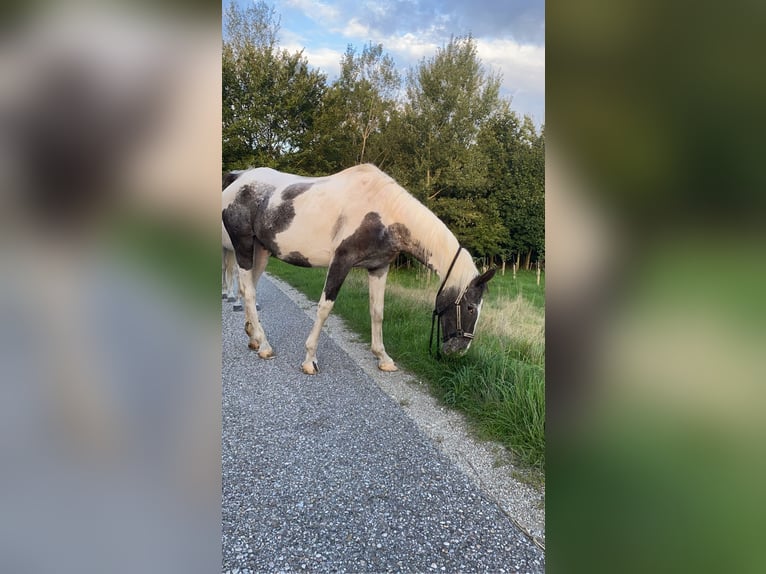 Pintos Merrie 25 Jaar 155 cm Gevlekt-paard in Braunau