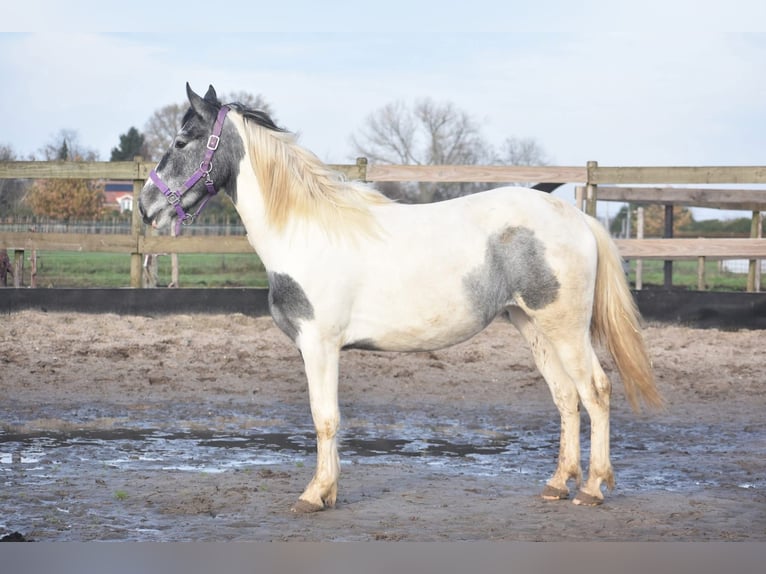 Pintos Merrie 2 Jaar 143 cm Tobiano-alle-kleuren in Achtmaal