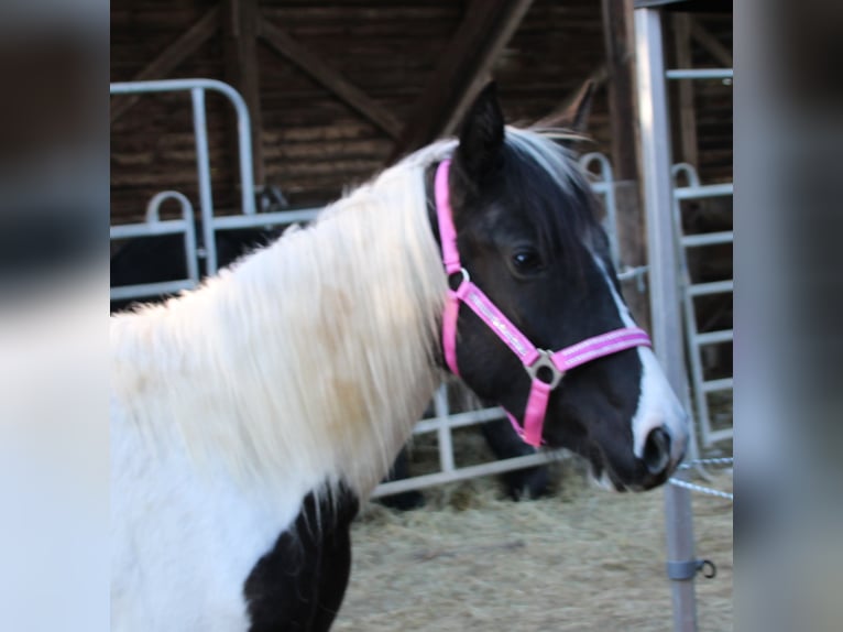 Pintos Mix Merrie 2 Jaar 150 cm Gevlekt-paard in Gemmerich