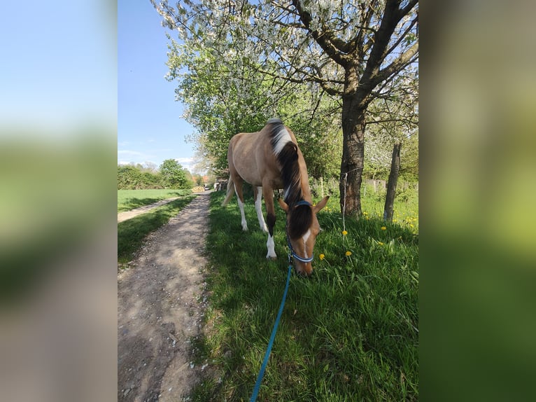 Pintos Merrie 2 Jaar 153 cm Tobiano-alle-kleuren in M&#xFC;nchberg