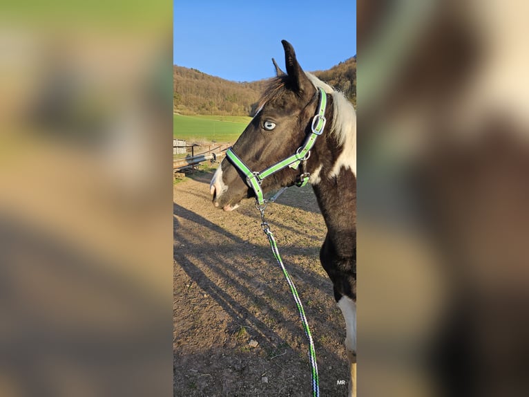 Pintos Mix Merrie 2 Jaar 156 cm Gevlekt-paard in Treffurt