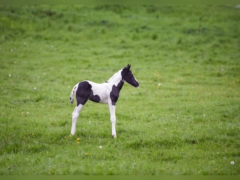 Pintos Mix Merrie 2 Jaar 156 cm Gevlekt-paard in Treffurt