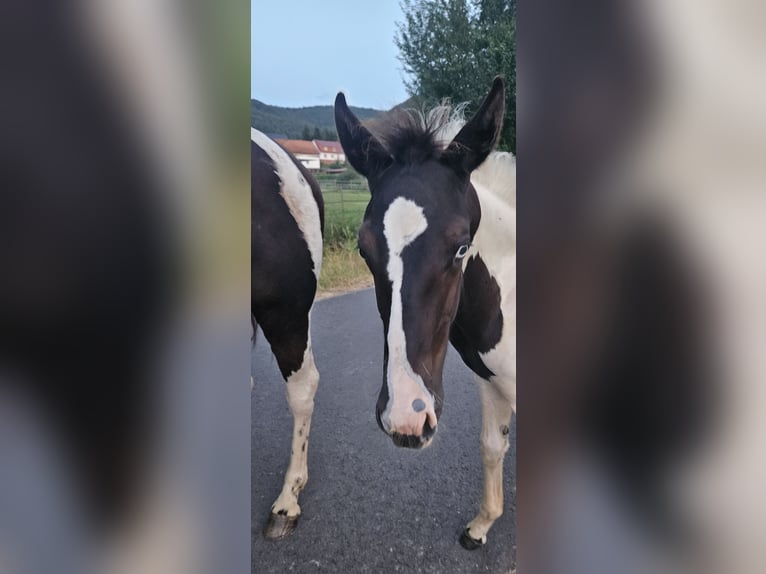 Pintos Mix Merrie 2 Jaar 156 cm Gevlekt-paard in Treffurt