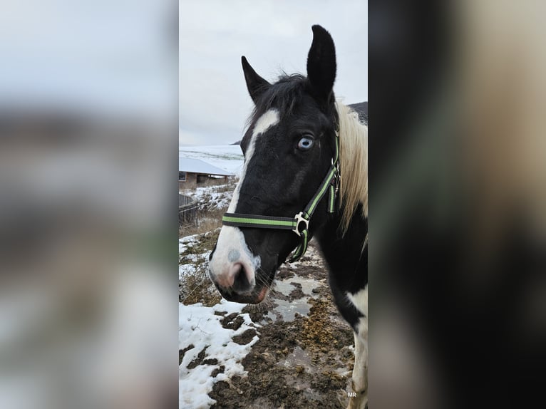 Pintos Mix Merrie 2 Jaar 156 cm Gevlekt-paard in Treffurt