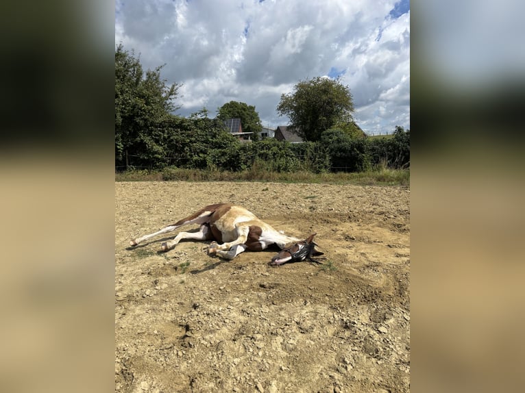 Pintos Merrie 2 Jaar 161 cm Gevlekt-paard in Kalkar