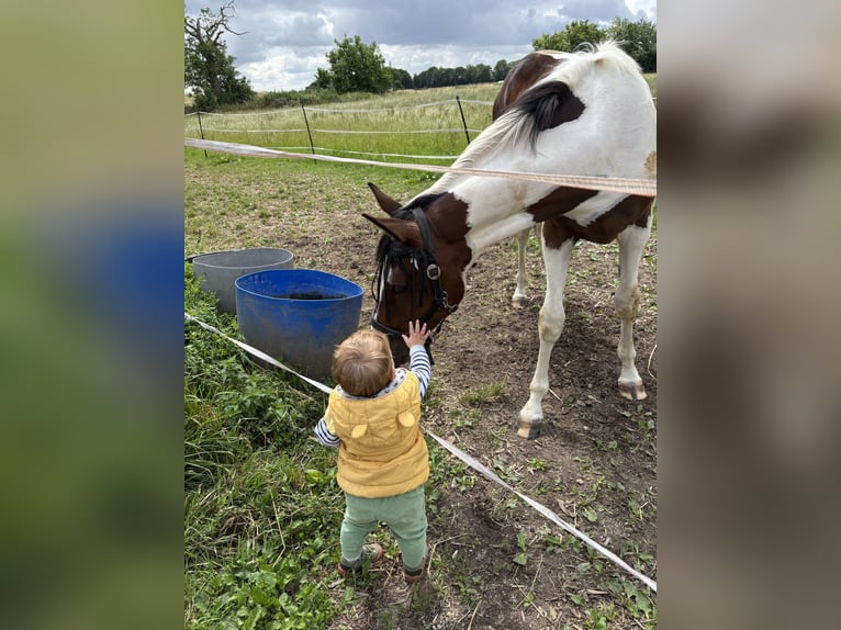 Pintos Merrie 2 Jaar 161 cm Gevlekt-paard in Kalkar