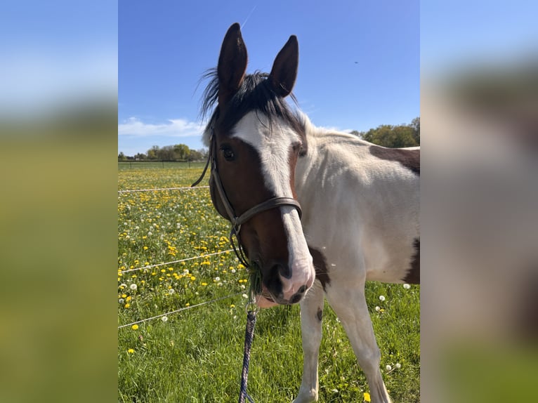 Pintos Merrie 2 Jaar 162 cm Gevlekt-paard in Kalkar