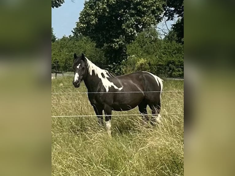Pintos Merrie 2 Jaar 165 cm Gevlekt-paard in Güsten