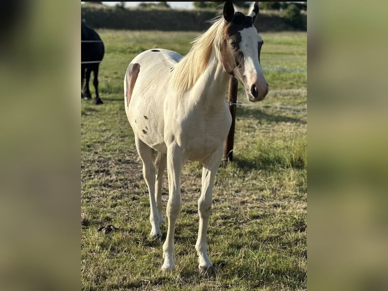 Pintos Merrie 2 Jaar 165 cm Gevlekt-paard in Güsten