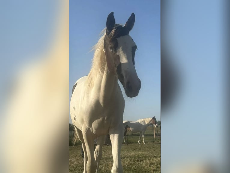 Pintos Merrie 2 Jaar 165 cm Gevlekt-paard in Güsten