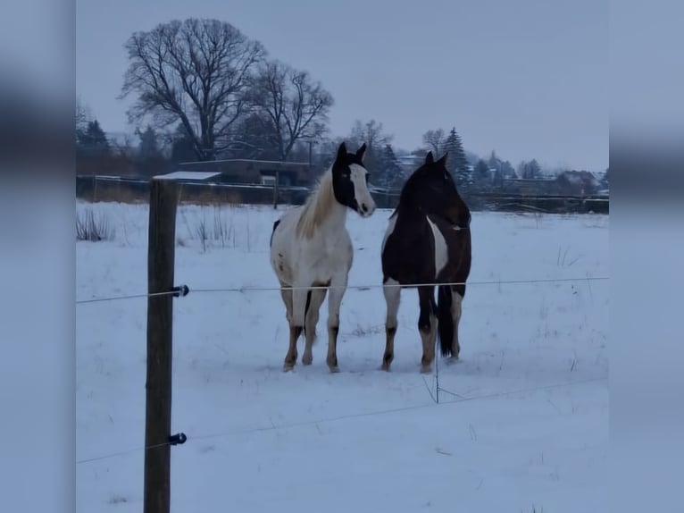 Pintos Merrie 2 Jaar 165 cm Gevlekt-paard in Güsten