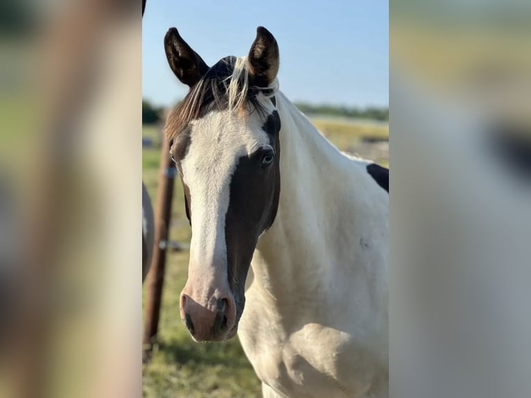 Pintos Merrie 2 Jaar 165 cm Gevlekt-paard in Güsten