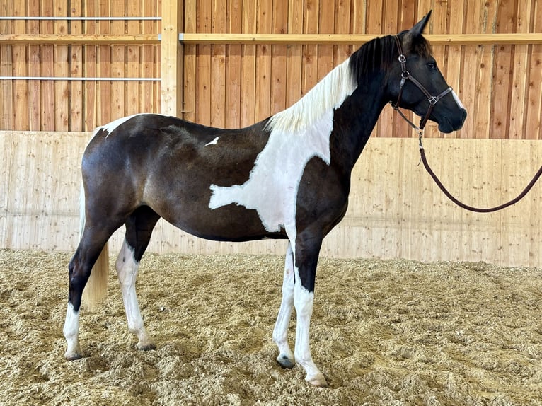 Pintos Merrie 2 Jaar 165 cm Gevlekt-paard in Mold