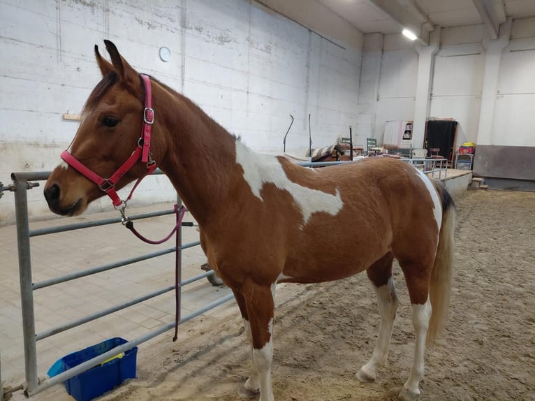Pintos Mix Merrie 2 Jaar Bruin in Kartitsch