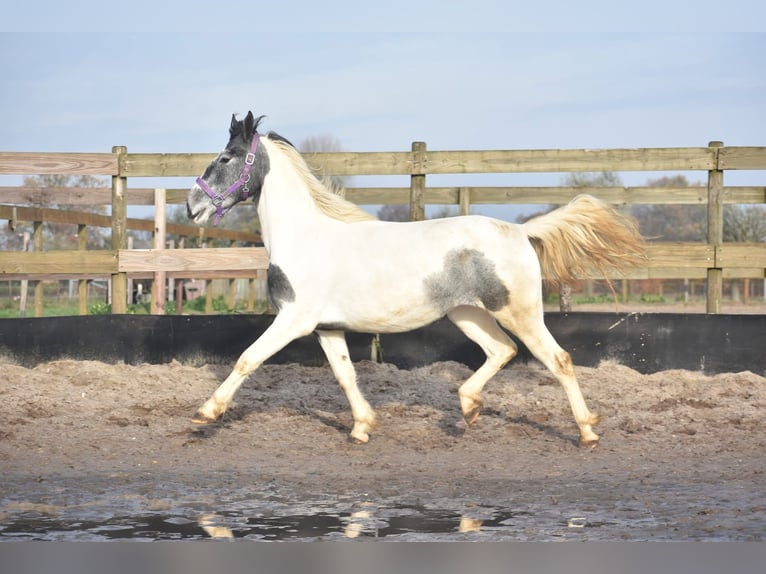 Pintos Merrie 2 Jaar Gevlekt-paard in Achtmaal