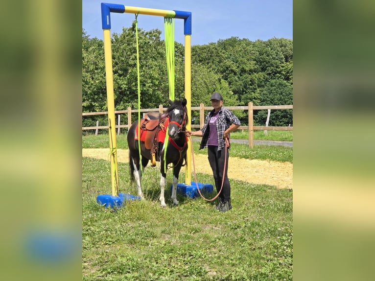Pintos Merrie 3 Jaar 136 cm Gevlekt-paard in Linkenbach