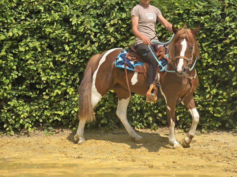 Pintos Merrie 3 Jaar 145 cm Gevlekt-paard in Linkenbach