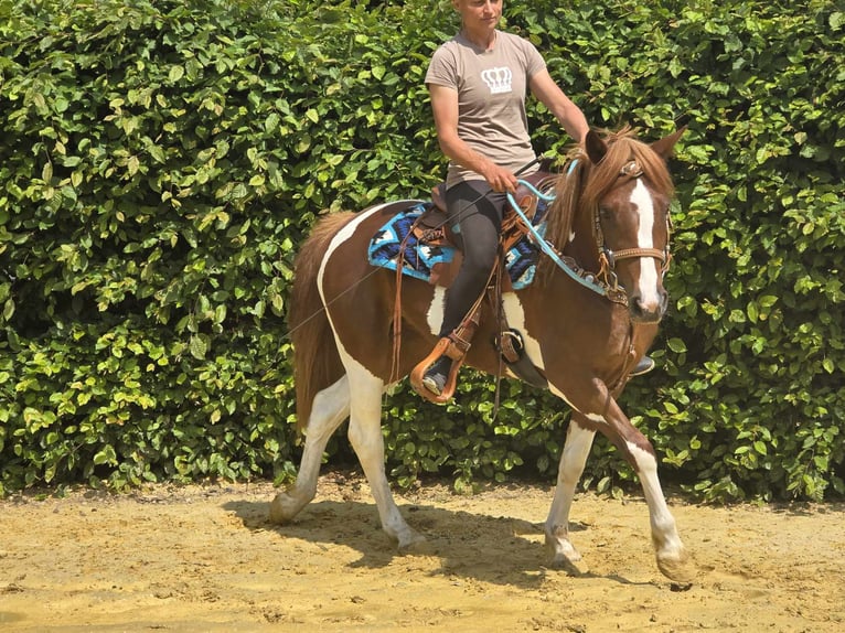 Pintos Merrie 3 Jaar 145 cm Gevlekt-paard in Linkenbach
