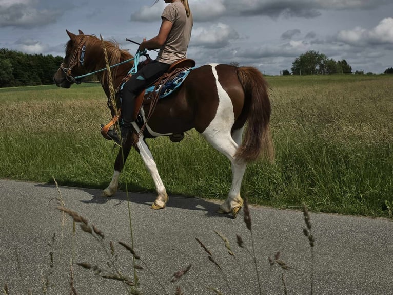 Pintos Merrie 3 Jaar 145 cm Gevlekt-paard in Linkenbach