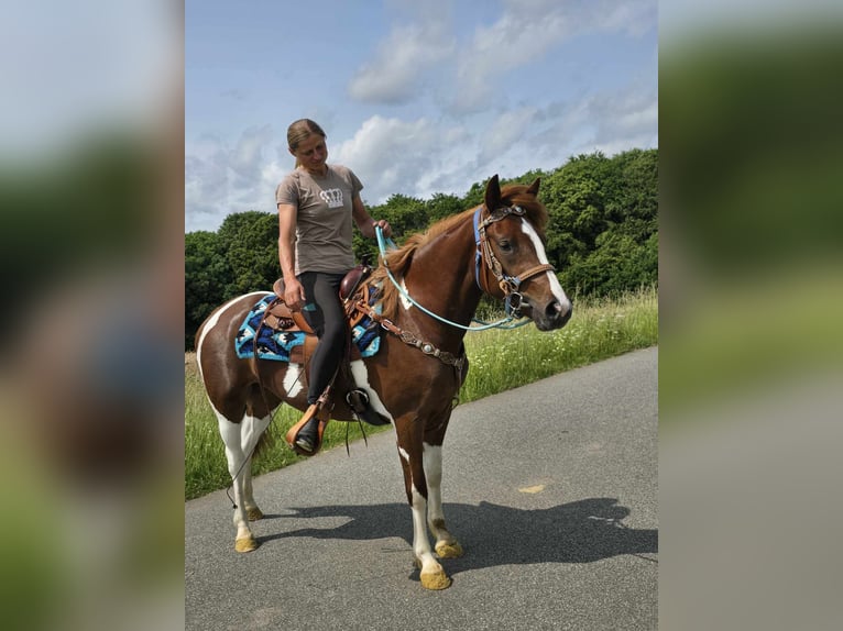 Pintos Merrie 3 Jaar 145 cm Gevlekt-paard in Linkenbach