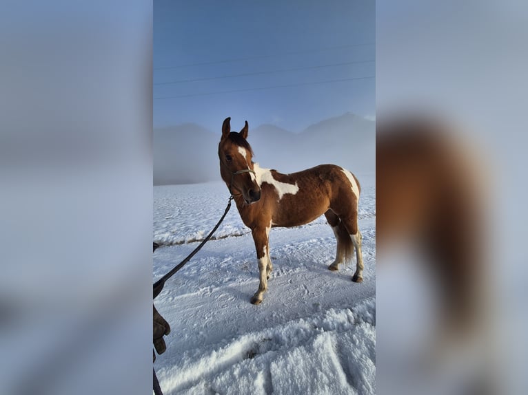 Pintos Mix Merrie 3 Jaar 145 cm Gevlekt-paard in Hermagor-Pressegger See