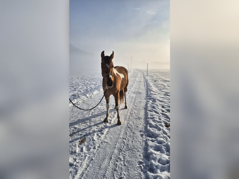 Pintos Mix Merrie 3 Jaar 145 cm Gevlekt-paard in Hermagor-Pressegger See