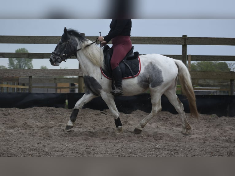 Pintos Merrie 3 Jaar 148 cm Gevlekt-paard in Achtmaal