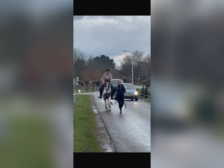 Pintos Merrie 3 Jaar 148 cm Gevlekt-paard in Achtmaal