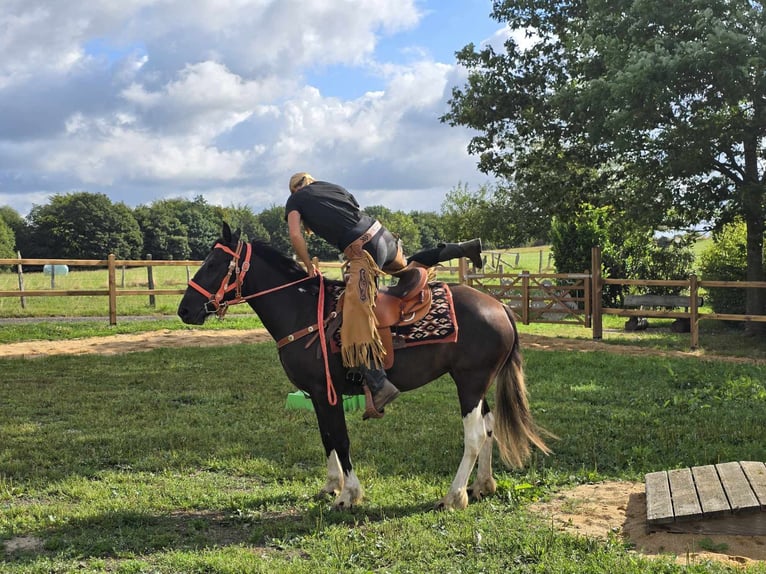 Pintos Merrie 3 Jaar 148 cm Gevlekt-paard in Linkenbach