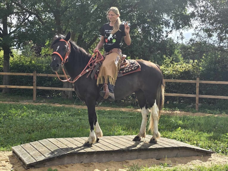 Pintos Merrie 3 Jaar 148 cm Gevlekt-paard in Linkenbach