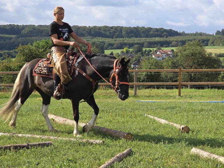 Pintos Merrie 3 Jaar 148 cm Gevlekt-paard in Linkenbach