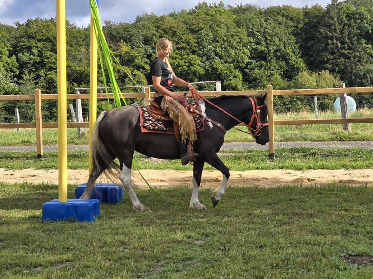 Pintos Merrie 3 Jaar 148 cm Gevlekt-paard in Linkenbach