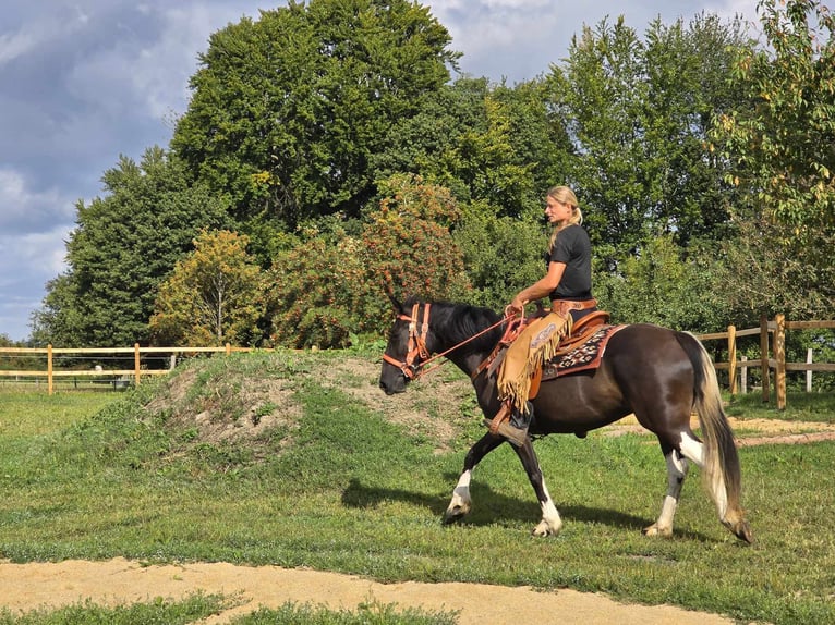 Pintos Merrie 3 Jaar 148 cm Gevlekt-paard in Linkenbach