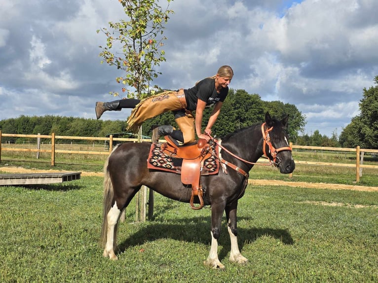 Pintos Merrie 3 Jaar 148 cm Gevlekt-paard in Linkenbach