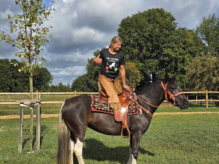 Pintos Merrie 3 Jaar 148 cm Gevlekt-paard in Linkenbach