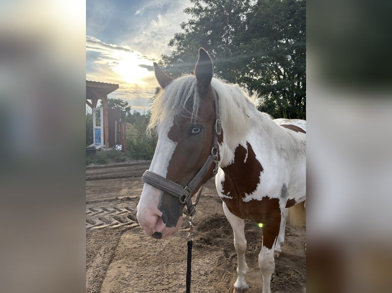 Pintos Mix Merrie 3 Jaar 155 cm Gevlekt-paard in Storkow